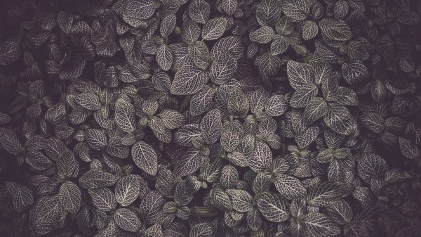 Leaves Veins Plant Wallpaper