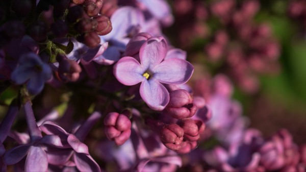 Lilac Inflorescence Spring Wallpaper