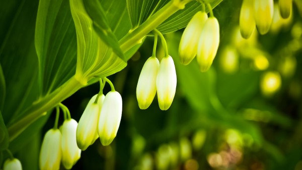 Lilies Flowers Branches Leaves Wallpaper