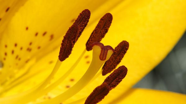 Lily Flower Yellow Stamens Pollen Wallpaper