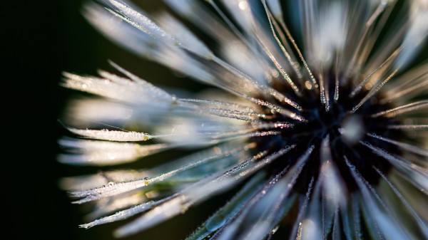 Macro Closeup Dew Wallpaper