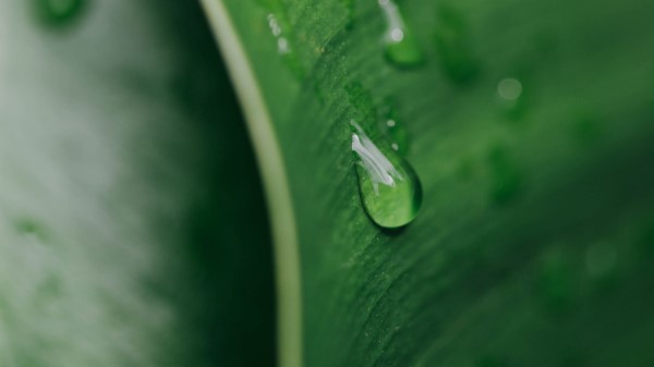 Macro Drop Leaf Wallpaper