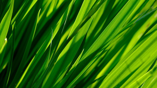 Macro Grass Large Wallpaper