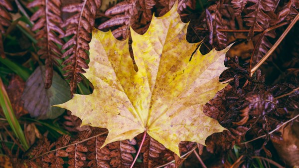 Maple Autumn Leaf Wallpaper