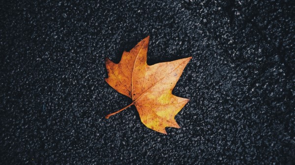 Maple Leaf Veins Wallpaper