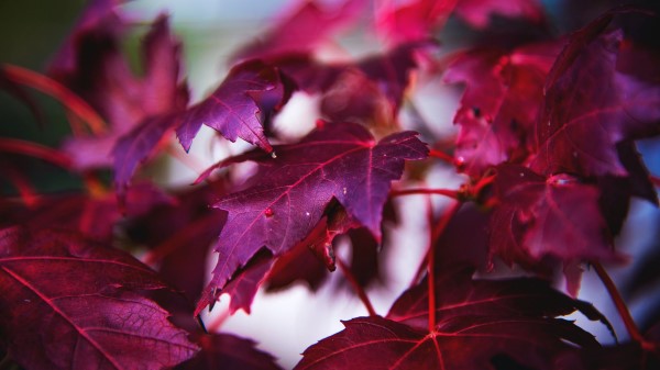 Maple Leaves Branch Wallpaper