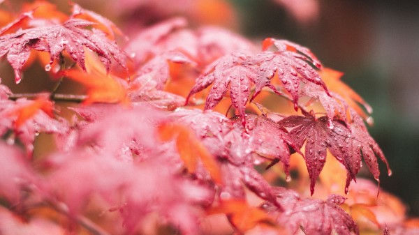 Maple Leaves Macro Wallpaper