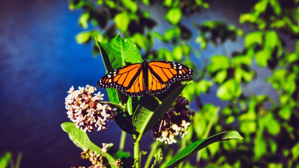 Monarch Butterfly Butterfly Bright Wallpaper