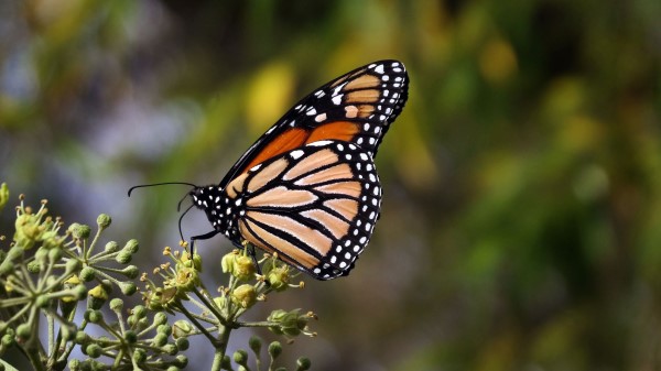 Monarch Butterfly Butterfly Brown Wallpaper