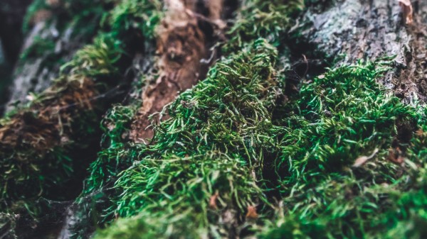 Moss Bark Tree Wallpaper