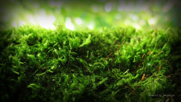 Moss Green Macro Signature Anatoliy Nigely Wallpaper