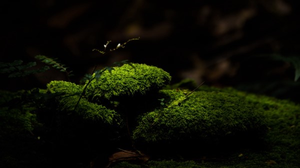 Moss Stones Macro Wallpaper