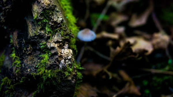 Moss Surface Close Up Wallpaper