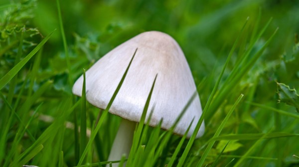 Mushroom Grass Macro Wallpaper