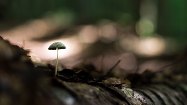 Mushroom Macro Closeup Wallpaper