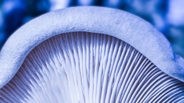 Mushroom Macro White Wallpaper