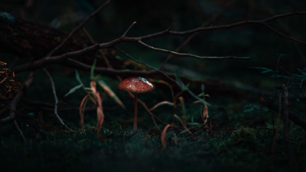 Mushroom Moss Grass Wallpaper