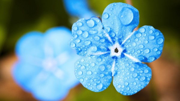 Myosotis Forget Macro Drops Blue Wallpaper