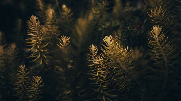 Needles Branches Macro Wallpaper