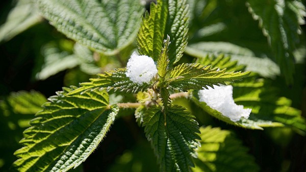 Nettle Snow Close Up Wallpaper
