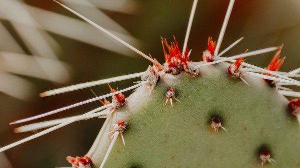 Opuntia Cactus Spines Wallpaper
