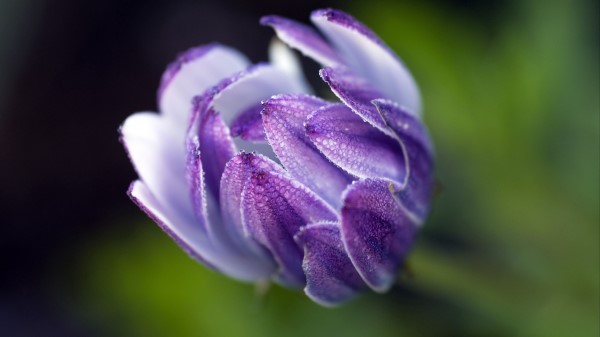 Osteospermum Flower Bud Close Up Wallpaper