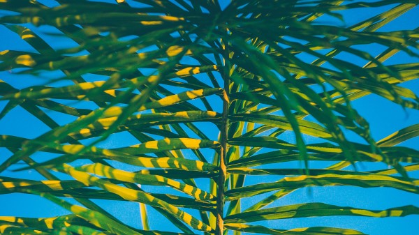 Palm Branch Leaves Wallpaper