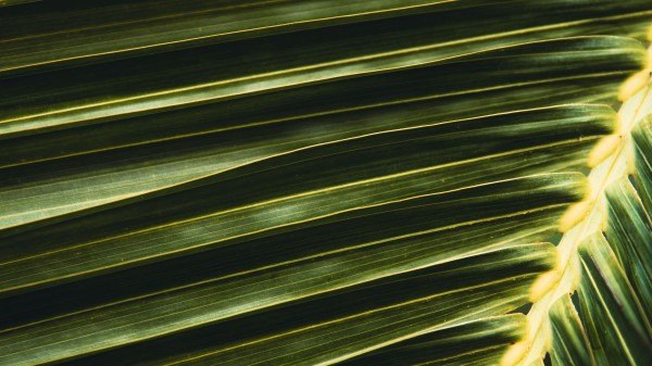 Palm Leaf Branch Wallpaper