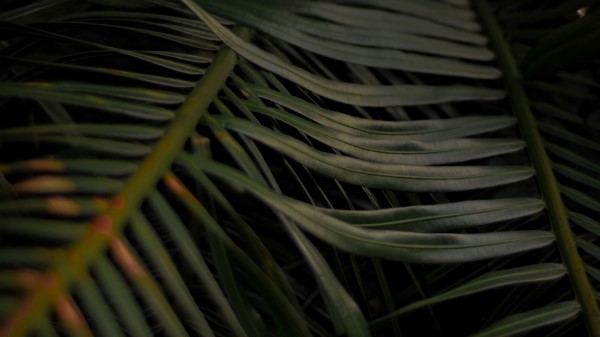 Palm Leaves Branches Wallpaper