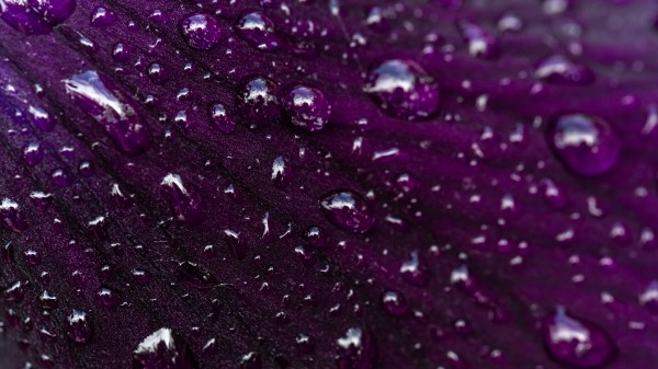 Petal Drops Macro Wallpaper