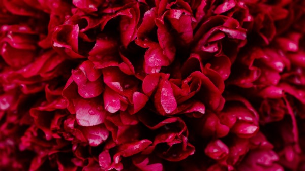 Petals Drops Pink Wallpaper