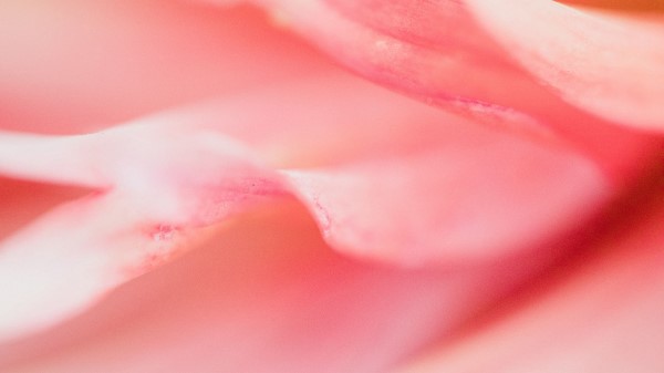 Petals Macro Flower Wallpaper