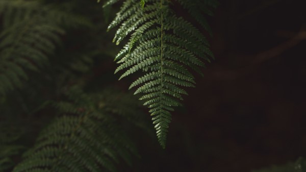 Photography Fern Branch Plant Wallpaper