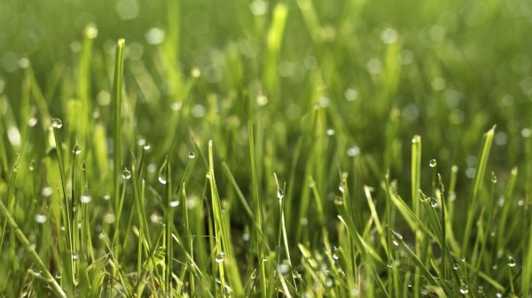 Photography Grass Drops Macro Wallpaper