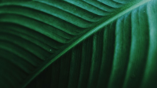 Photography Leaf Macro Veins Wallpaper