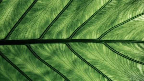 Photography Leaf Veins Macro Wallpaper