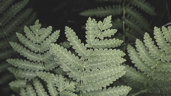 Photography Leaves Branch Macro Wallpaper