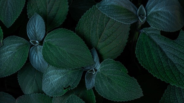 Photography Plants Leaves Green Wallpaper