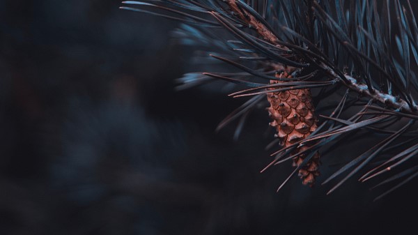 Pine Branch Cone Wallpaper