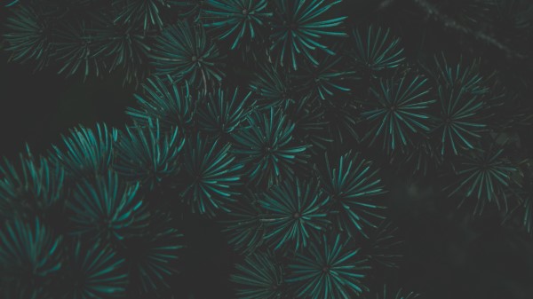 Pine Branch Macro Wallpaper