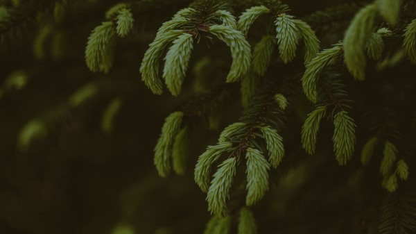 Pine Branches Needles Wallpaper