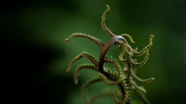 Plant Branches Leaves Blur Wallpaper