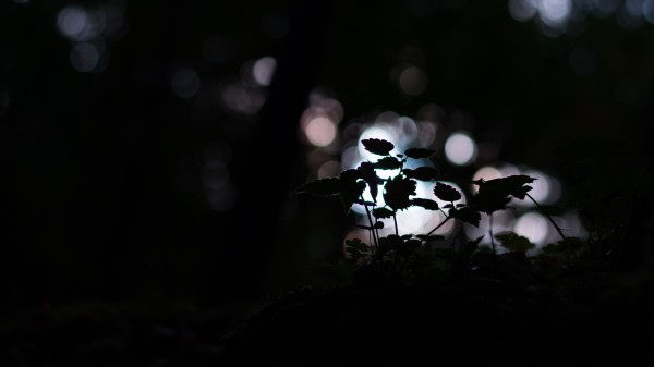 Plant Dark Macro Wallpaper