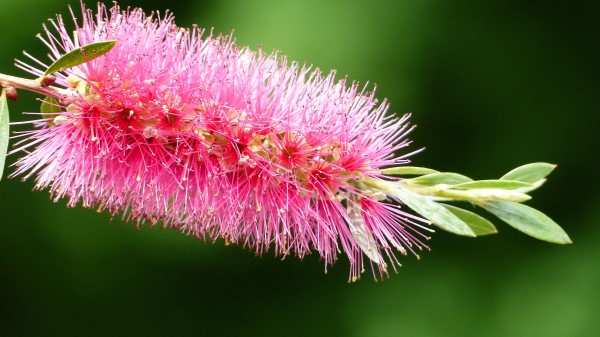 Plant Flower Bud Close Up Wallpaper
