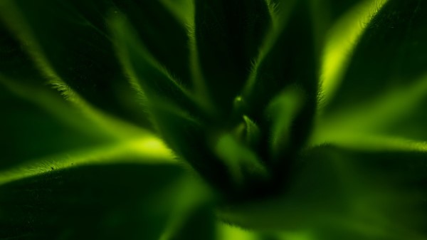 Plant Leaves Macro Photography Wallpaper
