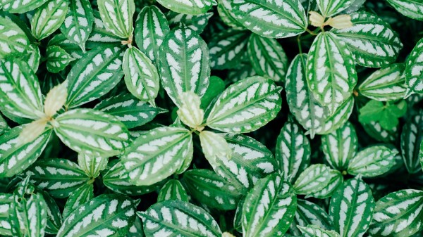 Plant Leaves Veins Wallpaper