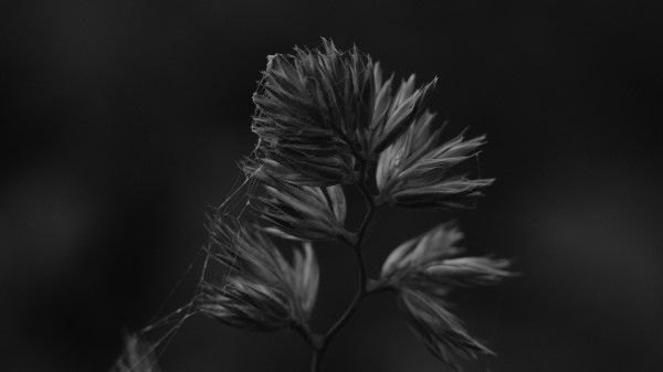 Plant Macro Bw Wallpaper