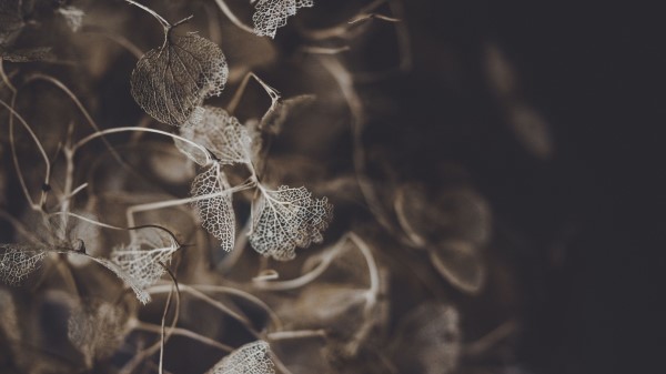 Plant Macro Flower Wallpaper