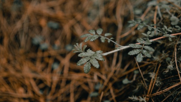 Plant Macro Grass Wallpaper