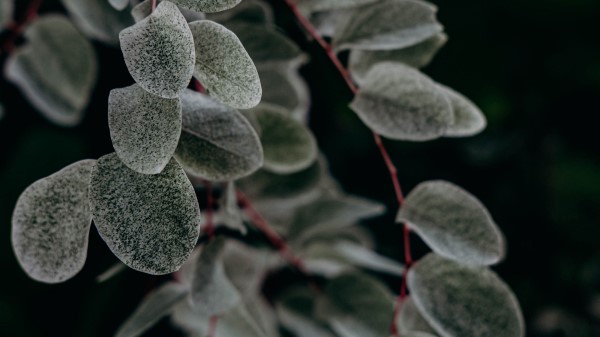 Plant Macro Leaf Wallpaper